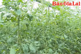 Pleiku xây dựng nền nông nghiệp xanh, sạch và bền vững