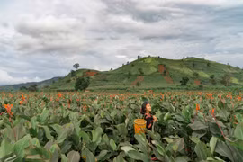 Núi lửa Chư Đang Ya (huyện Chư Păh) đã đi vào thơ của tác giả Nguyễn Thanh Mừng. Ảnh: Phạm Quý