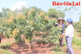 Chuyển đổi để thành công - Câu chuyện từ vườn cây của chị Hoàng Thị Trinh ở Đak Đoa