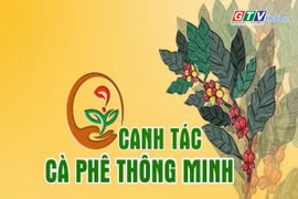 Dinh dưỡng cho cà phê đầu mùa mưa