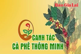 Dinh dưỡng cho cà phê đầu mùa mưa
