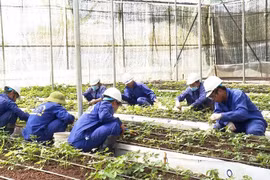 'Cấp bừa' giấy chứng nhận mã số vùng trồng sâm Ngọc Linh