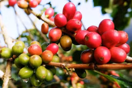 Ba năm 'trồi sụt' giá cà-phê