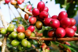Ba năm 'trồi sụt' giá cà-phê