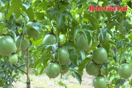 Giữ vững vị thế chanh leo Việt Nam