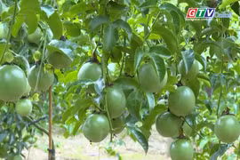 Giữ vững vị thế chanh leo Việt Nam