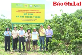 Tín hiệu tích cực từ mô hình “Canh tác cà phê thông minh”