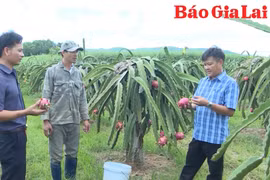 Nông dân Gia Lai thi đua đổi mới sáng tạo