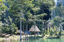 Trả nợ cho rừng