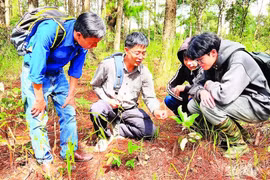 Tránh nguy cơ ngộ độc nấm rừng
