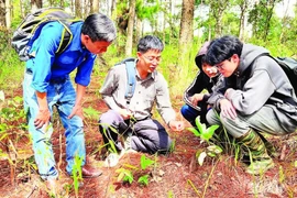 Tránh nguy cơ ngộ độc nấm rừng