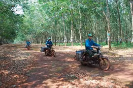 Công nhân nông trường cao su. Ảnh: internet