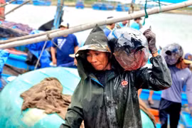 Về biển Đắk Lắk xem ngư dân câu được cá ngừ đại dương 60kg