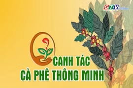 Chuyên mục Canh tác cà phê thông minh 26-6-2025