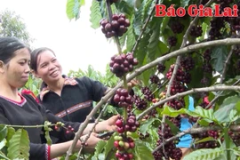 Xuất khẩu nông sản của Gia Lai tăng trưởng ấn tượng