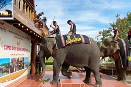 Giữ chân voi giữa đại ngàn