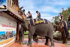 Giữ chân voi giữa đại ngàn