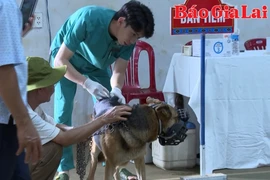  Gia Lai: Nhiều thách thức trong công tác phòng-chống bệnh dại 