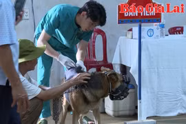  Gia Lai: Nhiều thách thức trong công tác phòng-chống bệnh dại 