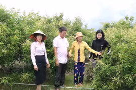 Xanh mướt những vườn cây trái từ nguồn vốn tín dụng chính sách ở huyện biên giới Ea Súp