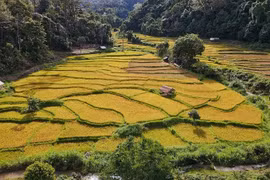 Chùm ảnh: Ruộng bậc thang Kon Tu Rằng vào mùa lúa chín
