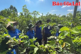 Bí thư chi đoàn làm kinh tế giỏi từ mô hình trồng ổi