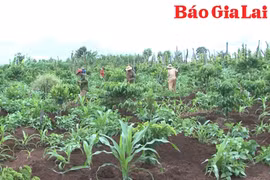 Nông dân Chư Pưh kỳ vọng cho vụ sản xuất mới