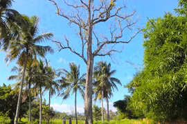 Cây ké Rộc Trường gần An Khê Trường thuộc khu di tích Tây Sơn Thượng đạo, sừng sững cao chót vót. Ảnh: Ngọc Minh