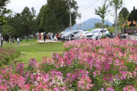 Hoa Đà Lạt khoe sắc bên đường
