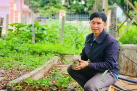 Anh Nguyễn Cảnh Bá- Bí thư Đoàn xã Kon Thụp kiểm tra số mai vàng vừa được chi đoàn mang lên để gom đợi đến ngày ra quân trồng. Ảnh: N.H