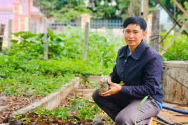 Anh Nguyễn Cảnh Bá- Bí thư Đoàn xã Kon Thụp kiểm tra số mai vàng vừa được chi đoàn mang lên để gom đợi đến ngày ra quân trồng. Ảnh: N.H