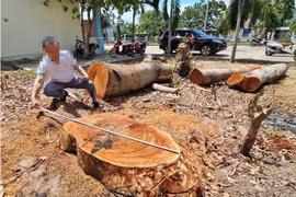 Các cây gỗ lớn bị cưa hạ nằm chỏng chơ tại khuôn viên trụ sở UBND phường Cheo Reo. Ảnh: NLĐO
