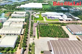 Cơ hội cho nông sản Gia Lai mở rộng xuất khẩu sang các thị trường khó tính