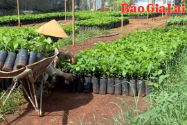 Nhộn nhịp thị trường giống cây trồng vào đầu mùa mưa