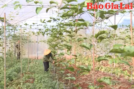 Trợ lực cho hợp tác xã vùng đồng bào dân tộc thiểu số phát triển 