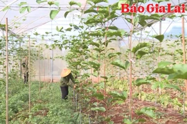 Trợ lực cho hợp tác xã vùng đồng bào dân tộc thiểu số phát triển 
