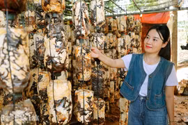 Nghề trồng nấm ở Krông Ana