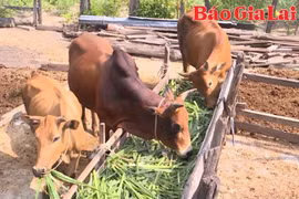 Ngân hàng bò: Cơ hội thoát nghèo từ sự sẻ chia 