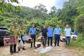 Đưa muông thú về lại với rừng