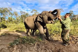 Thú vị chuyện chú voi ở Đắk Lắk … trả ơn người