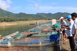 Những lồng cá bạc tỉ trên núi