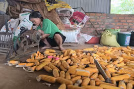 Pleiku: Đa dạng hóa sinh kế để giúp người yếu thế vươn lên thoát nghèo