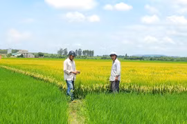 Gia Lai: Xác minh thông tin trục lợi tiền hỗ trợ dịch vụ công ích thủy lợi