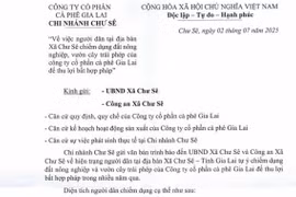 Công ty cổ phần Cà phê Gia Lai-Chi nhánh Chư Sê bị chiếm dụng hơn 262 ha đất 
