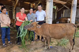 Gia Lai: Tăng cường các giải pháp nhằm thực hiện đạt chỉ tiêu giảm nghèo năm 2025