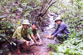 Gia Lai: Thả nhiều cá thể động vật rừng về môi trường tự nhiên