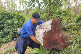 Chỉ đạo điều tra, xử lý vụ phá rừng tại Ban Quản lý rừng phòng hộ Bắc Ia Grai