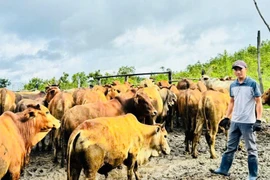 Nông dân Hoàng Văn Câu làm giàu từ nuôi bò vỗ béo