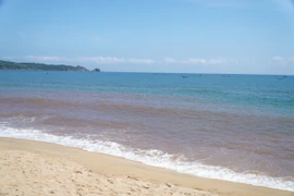UBND phường Hoài Nhơn Bắc đang xác định nguyên nhân hiện tượng nước biển ven bờ bị đổi màu.
