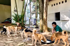 Chuyện về “biệt đội” cứu hộ chó, mèo